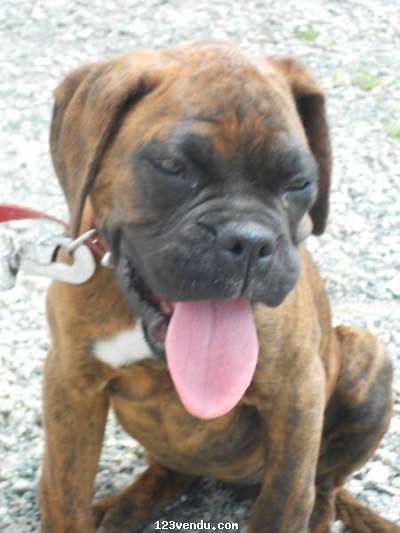 Annonces classees img:preview Femelle boxer bringée de 3 mois