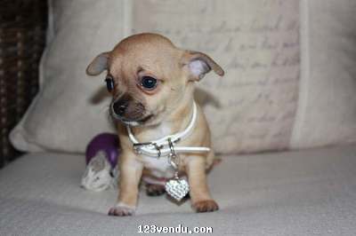 Annonces classees img:preview Je donnes Bébé chiot male de Type chihuahua 