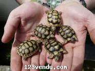 Annonces classees img:preview DONNE mes tortues de terre hermann age de 2 ans