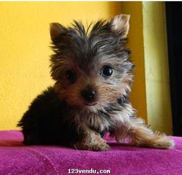 Annonces classees img:preview Healthy male and female teacup yorkie puppies..