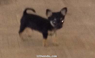 Annonces classees img:preview Accouplement chihuahua 2 lbs noir et feu