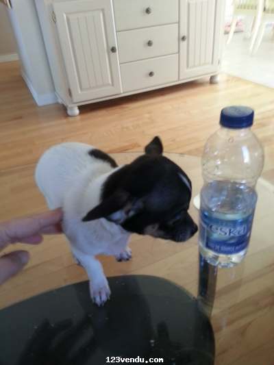 Annonces classees img:preview Chihuahua toy male age 11 semaines