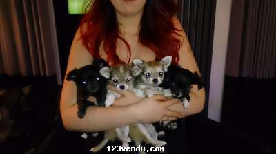 Annonces classees img:preview chiots chihuahua 