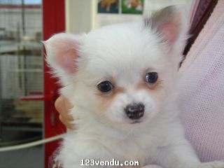 Annonces classees img:preview chiot type Chihuahua male à donner