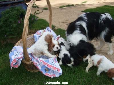 Annonces classees img:preview chiots cavalier king charles