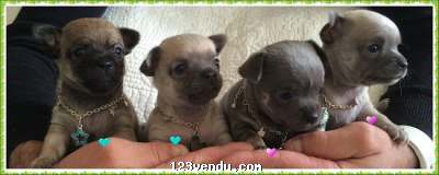 Annonces classees img:preview Magnifiques chiots chihuahua  