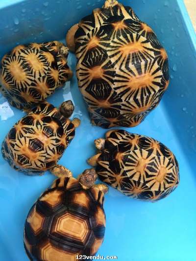 Annonces classees img:preview Rayonnée de tortues, tortues Yniphora et tortues maintenant disponibles