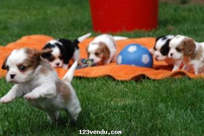 Annonces classees img:preview chiots cavalier king charles a reserver 