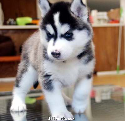 Annonces classees img:preview 2choit husky siberien a donner