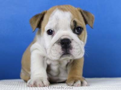 Annonces classees img:preview Adorable bull anglais chien gratuitement adoption