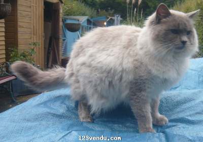 Annonces classees img:preview Chat  ragdoll mâle recherche d