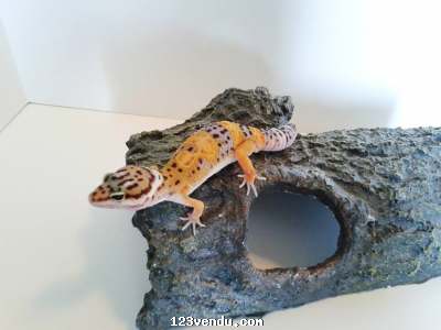 Annonces classees img:preview Geckos Léopards à vendre et un GECKO à GAGNER!