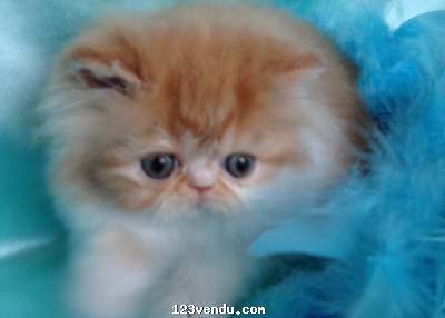 Annonces classees img:preview CHATON PERSAN