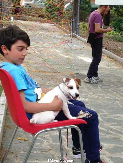 Annonces classees img:preview Super chiot  Jack Russell mâle