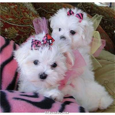 Annonces classees img:preview magnifiques chiots Bichon Maltais