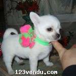 Annonces classees img:preview chiots chihuahua poils longs 