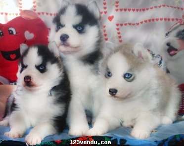 Annonces classees img:preview  Chiots Husky Sibérien