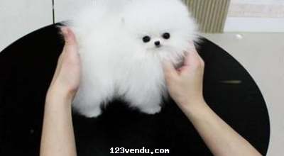 Annonces classees img:preview Donne chiot pomeranien teacup nain 