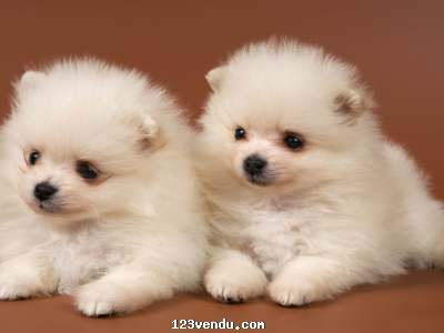 Annonces classees img:preview blanc chiots de Poméranie