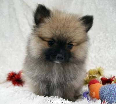 Annonces classees img:preview Aimer chiots Pomeranians à vendre