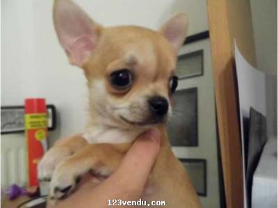 Annonces classees img:preview Urgent à donner magnifique Chiot de type chihuahua