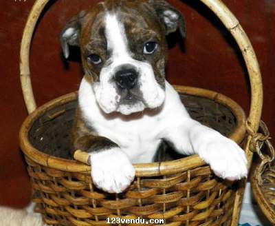 Annonces classees img:preview  CKC enregistré chiot Bulldog anglais