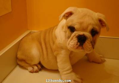 Annonces classees img:preview  chiots bulldog anglais a vendre