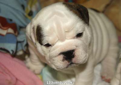 Annonces classees img:preview  magnifiques chiots bulldog anglais