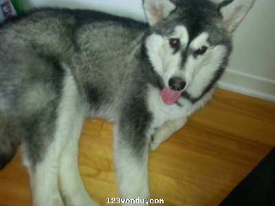 Annonces classees img:preview femelle malamute de 5mois a vendre