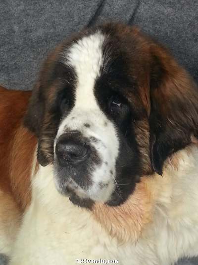 Annonces classees img:preview femelle st bernard pure race a vendre 2ans