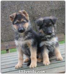 Annonces classees img:preview German Shepherd puppies